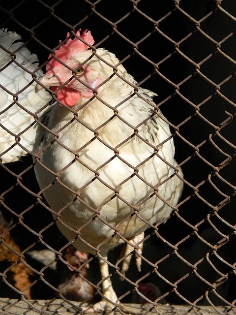 德约科维奇 德约科维奇